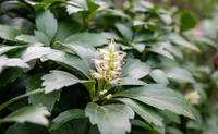 dikkemanskruid grafbeplanting grafverzorging noordkop